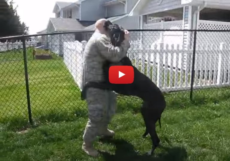 Trying To Surprise His Family When A Military Father Returns Home After Nine Months, His Dog Instead Steals The Show By Showing Up