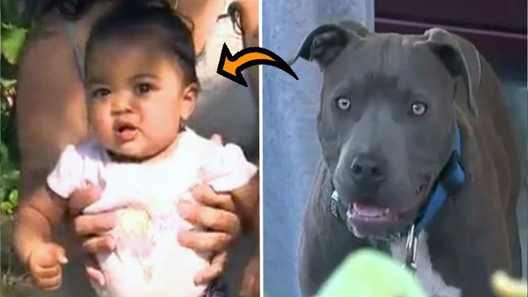 Pit Bull Drags 8-Month-Old Baby Outside — Mom Terrified As She Looks Out Door