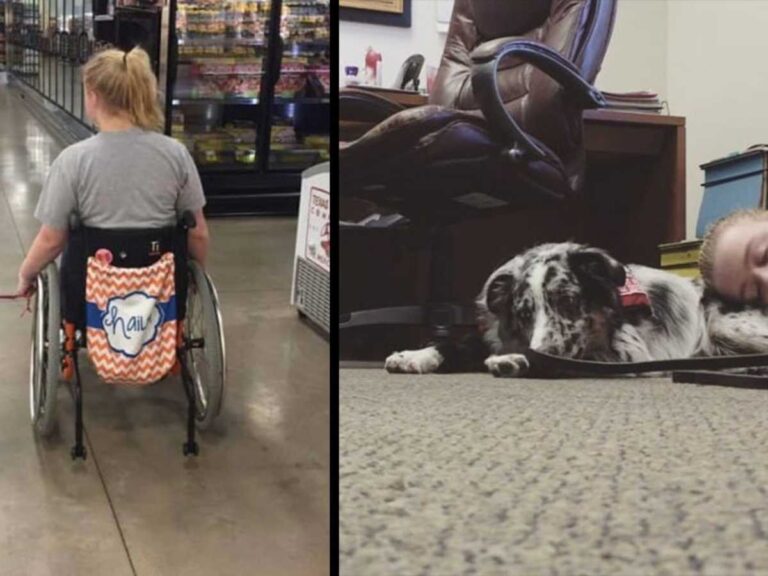 A Stranger Didn’t Listen When She Told Him NOT To Pet Her Service Dog. Minutes Later? Shocking!