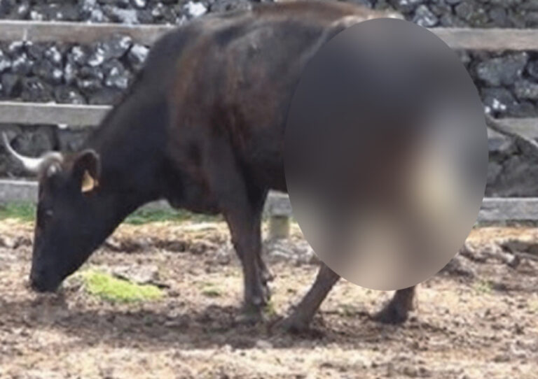 Farmer thinks cow is pregnant, but ‘got the surprise of his life when the cow gave birth’!