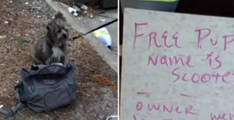 Two Women Find An Abandoned Dog Tied To A Pole — And A Heartbreaking Note Lying Beside Him