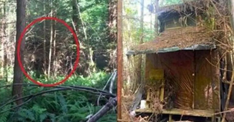 Ranger Spots Hidden Cabin In Woods, Finds Mystery Inside