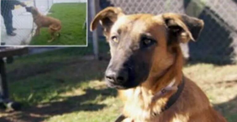 Shelter Dog Is Sad When She Sees Her Old Family Picking Out A New Dog!