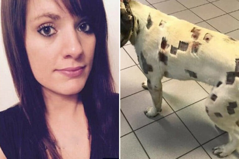 Woman found her dog covered in odd marks, but when the vet told what they are she was horrified and immediately screamed for help’!