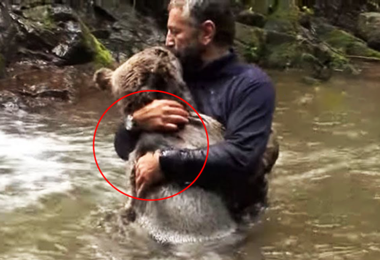 Mama pear pleads to fisherman to save her drowning cubs, ‘then this happened’!