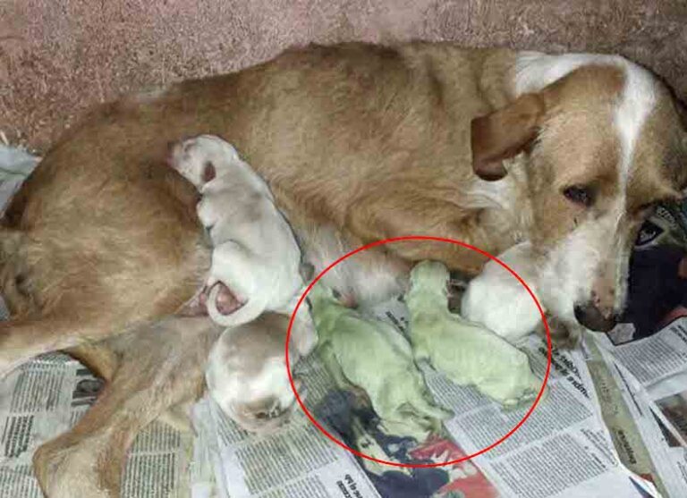 One rare puppy was born, ‘later they discovered this fascinated secret about him’!