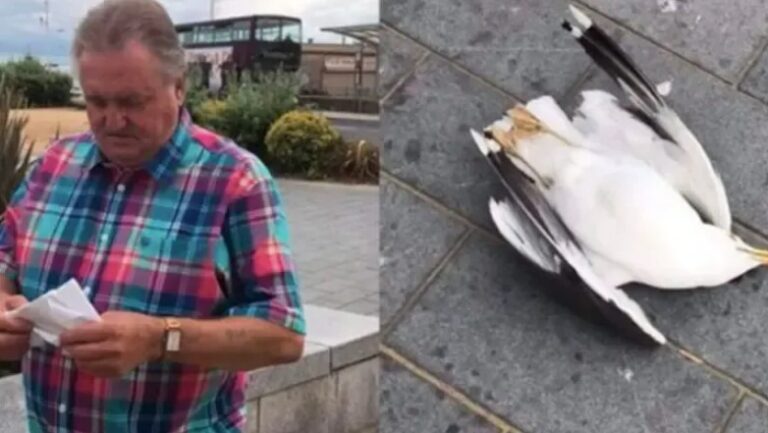 Man Smashes A Seagull To Death Because It Tried To Steal His Food, Is Now Ordered To Pay $994