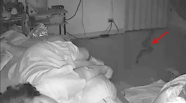 Snake Creeps Into Bedroom And Bites Sleeping Woman