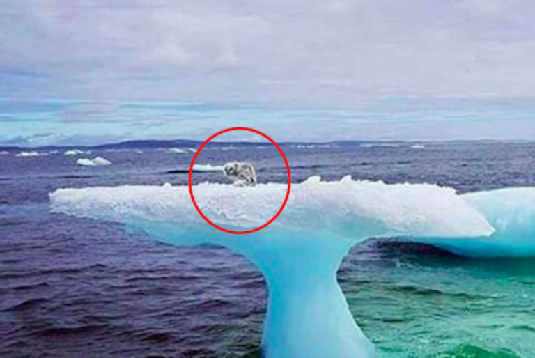 Fishermen saw something odd stuck on an iceberg, soon realized the unimaginable truth!