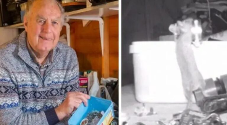 House-Proud Mouse Caught On Camera Tidying Garden Shed