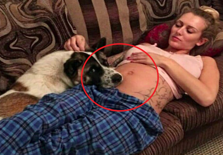 Dog wouldn’t stop barking at pregnant owner’s belly, then the woman realized she’s trying to save her life!