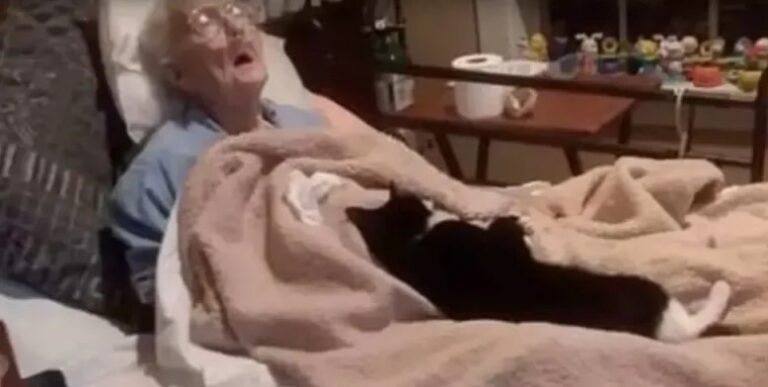 Heartbroken And Loyal Cat Refuses To Leave The Side Of Dying Grandmother