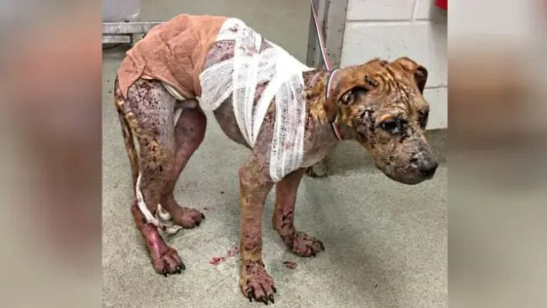 Poor Dog With Horrible Mange Dumped Like A Piece Of Trash At A City Dumpster