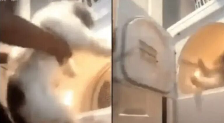 Heartless Girl Puts Dog In Dryer, Switches It On And Live Streams It On Social Media