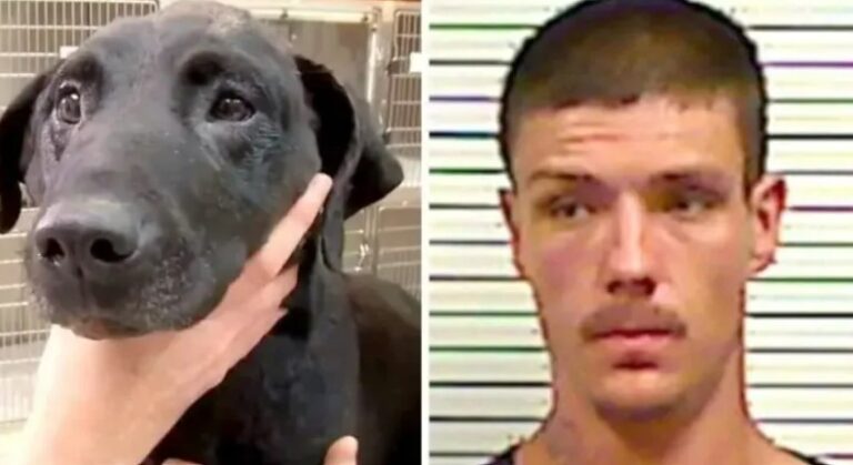 Man Beats Neighbor’s Dog To Death With Hammer And Set It On Fire